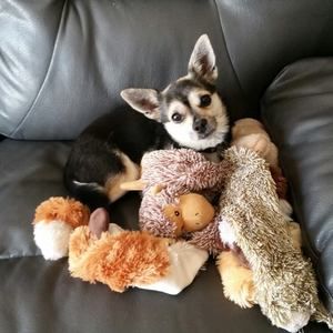 Meet your Posher, Peggy